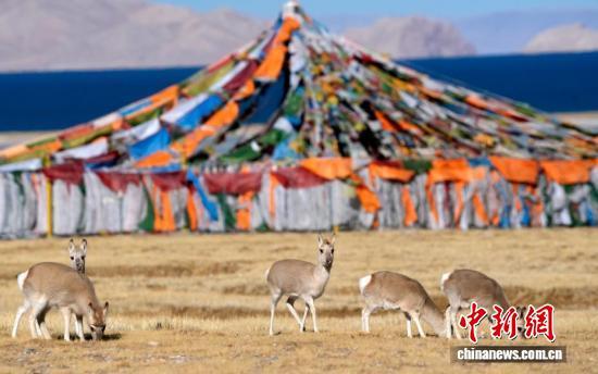 中新社记者 李林 摄