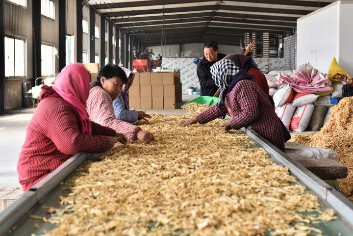 在河北省秦皇岛市青龙满族自治县，药农在挑拣药材中的杂质。（肖春图 摄）