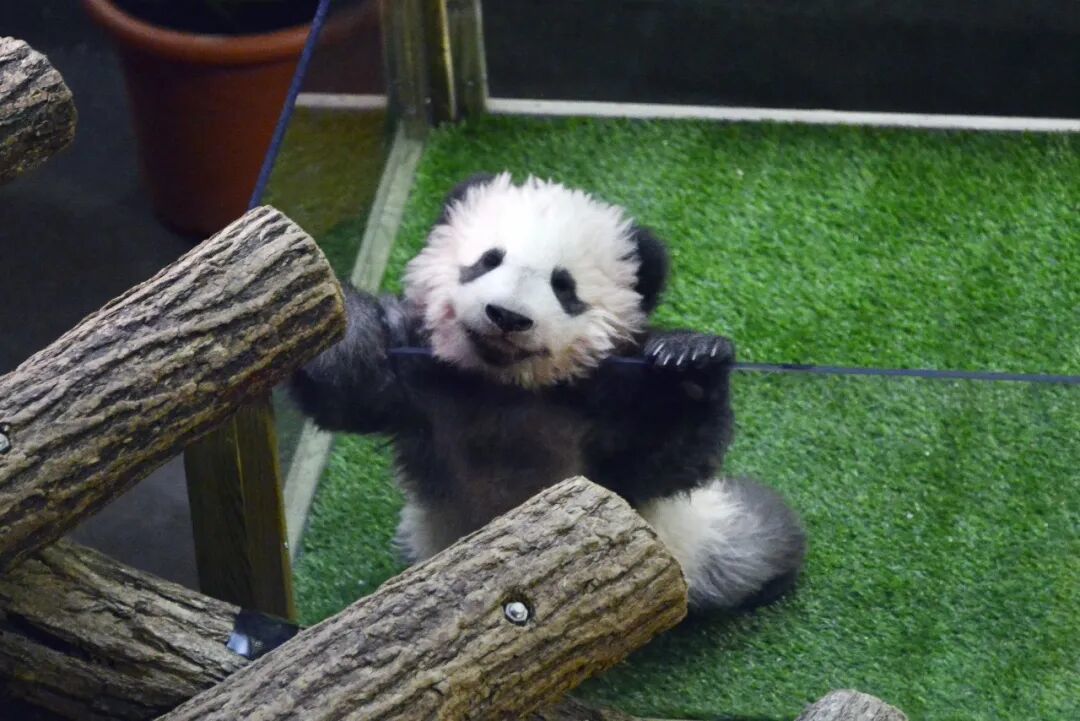 “圆梦” 图/中新社记者 龙剑武 摄