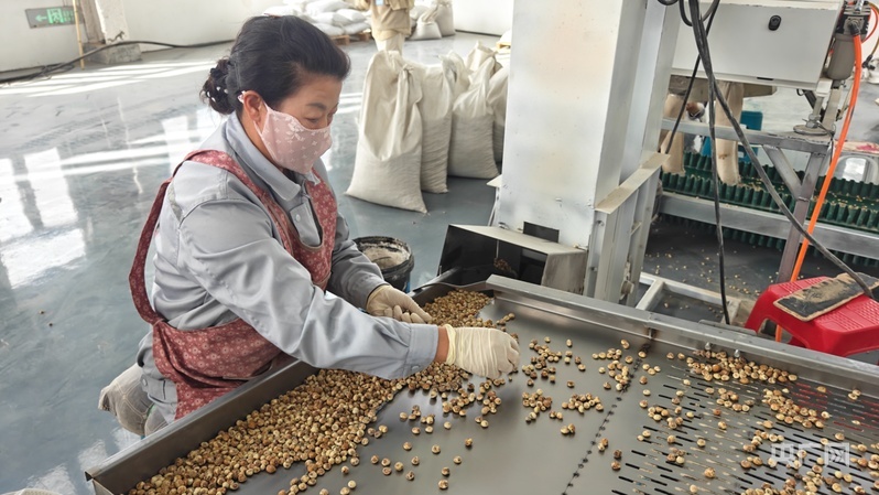 工人正在进行油莎豆分拣 (央广网记者郭璁悦 摄)