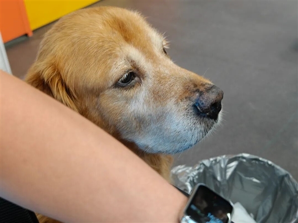 全面测完iPhone 17系列:苹果真让我觉得有点陌生