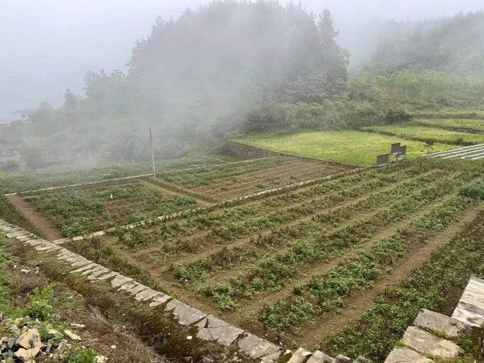 在“病窝子”里建立实验田。