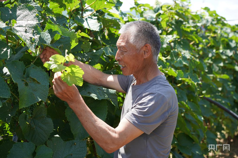 张国利为葡萄藤疏除过密枝条（央广网记者 李春雪 摄）