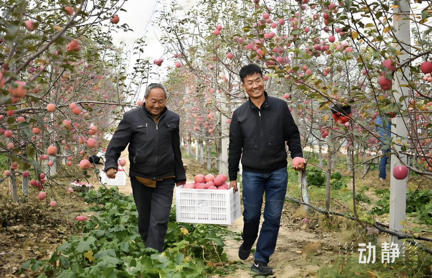 农民正采摘苹果