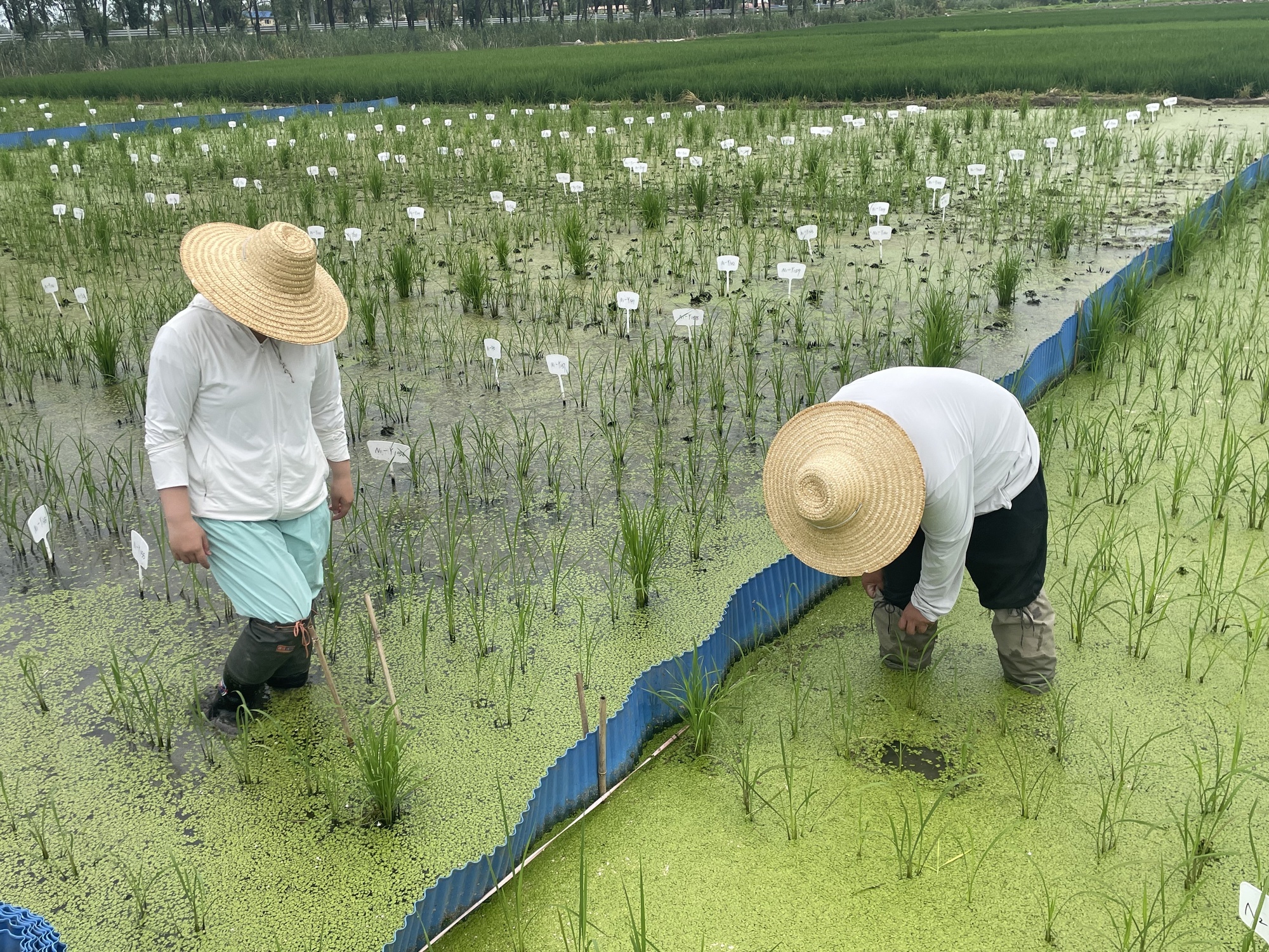 天津农学院学生在小站稻试验田中工作（央广网发 天津农学院供图）