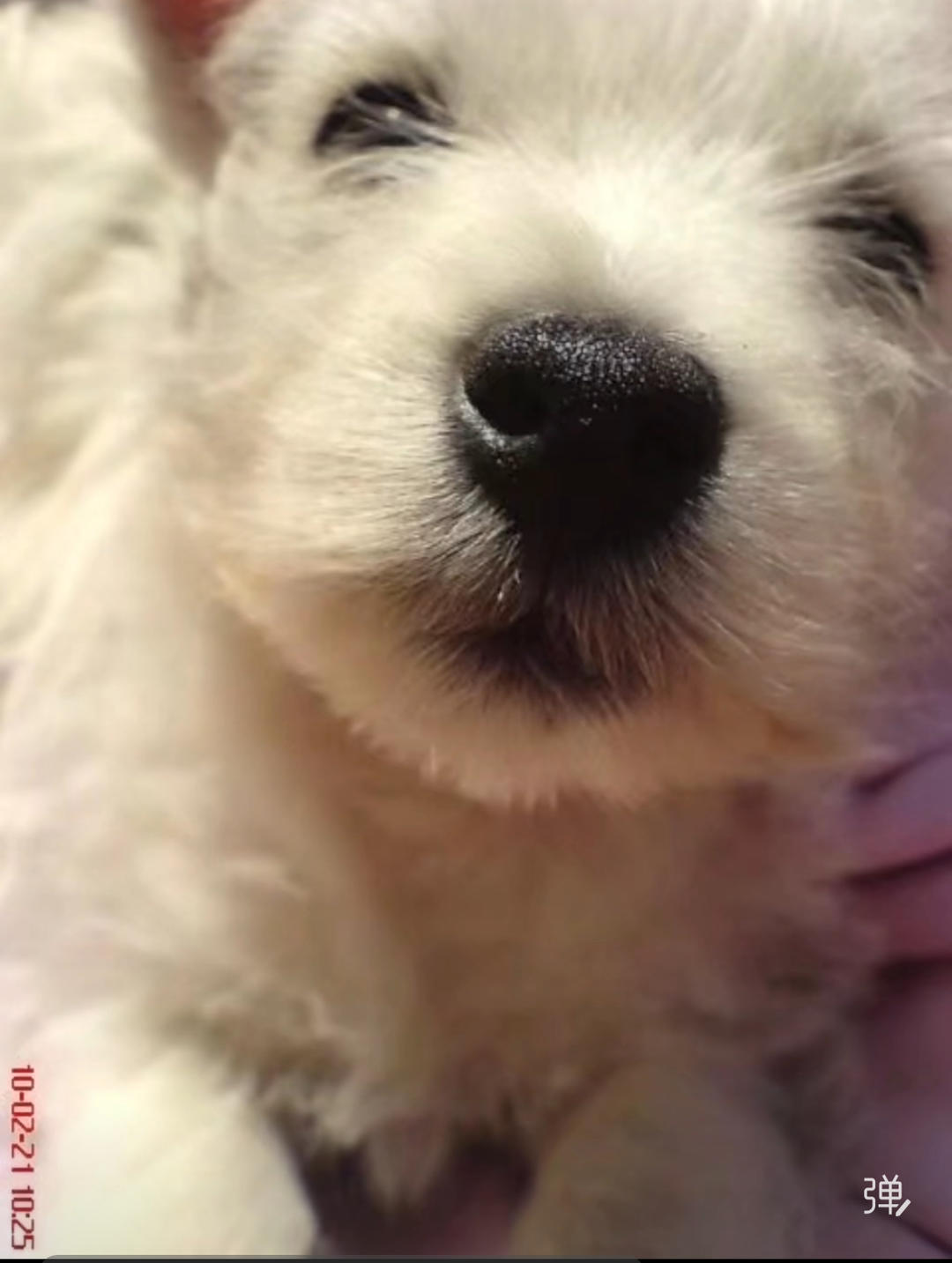 ▲Papi小时候 受访者视频截图