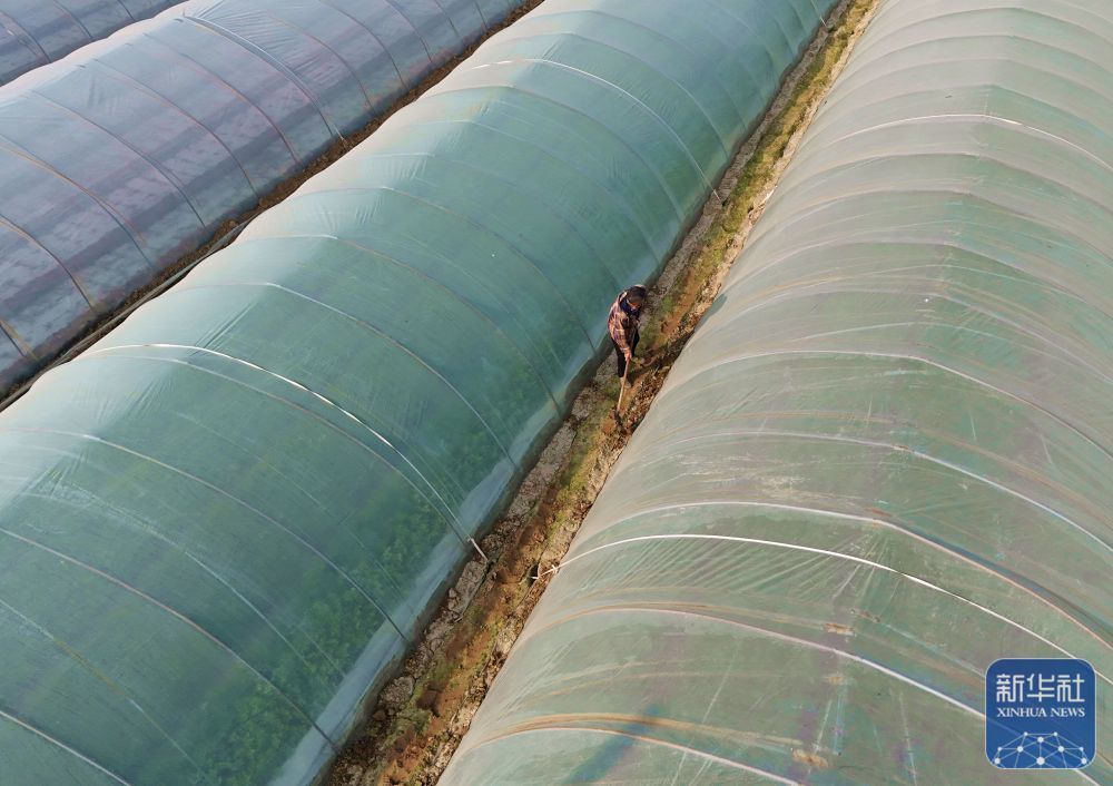 ↑ 12月10日,河南省南阳市新野县城郊乡吕庄村,村民在蔬菜种植基地对蔬菜大棚进行封土加固(无人机照片)。新华社发(高嵩摄)