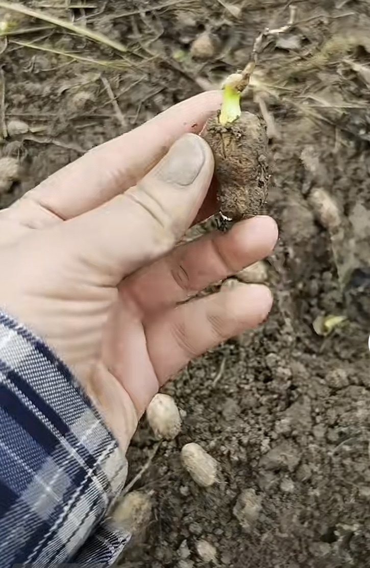 地里一些花生已经落果、发芽。