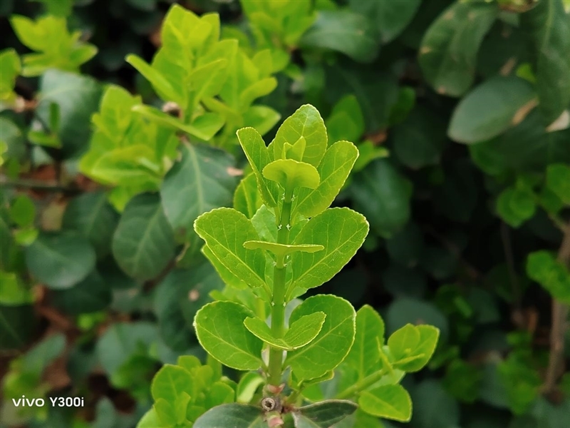 23.5小时霸榜续航榜!vivo Y300i体验评测:超高颜值的一款耐造神机