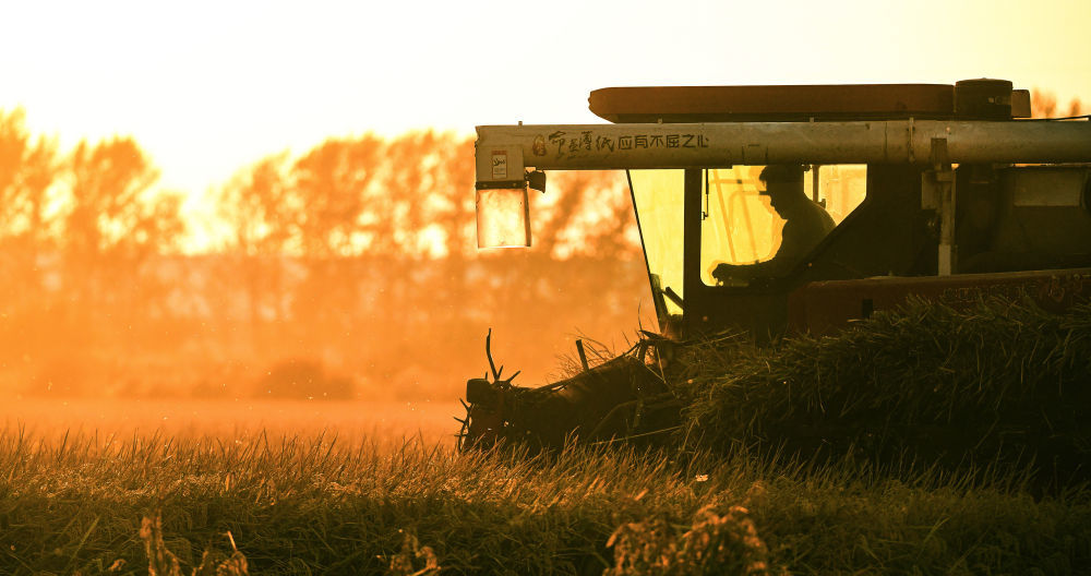 10月3日,农户在北大荒集团黑龙江八五六农场有限公司第五管理区抢收水稻(无人机照片)。新华社发(黄永兴摄)