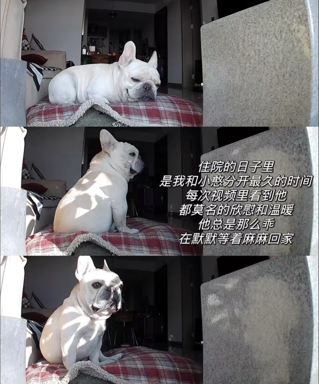 住院时,曼迪每天在视频里看她的小狗