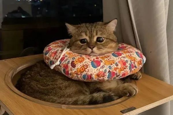 ▲主子戴頭套生無可戀 變「憂鬱小貓」哀怨臉委屈巴巴。(圖/Threads@seven.hu_提供,請勿隨意翻拍,以免侵權。)