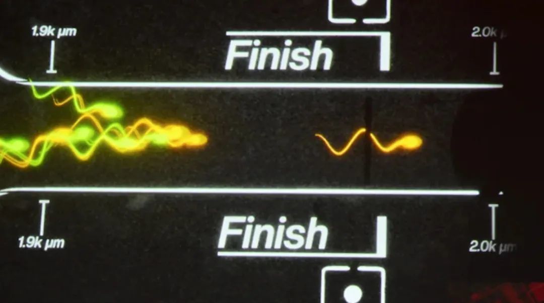 全球首场精子竞速大赛,生物界自己的F1