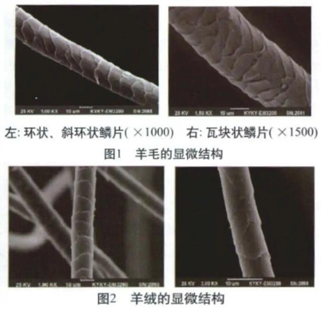 图源：参考资料[1]