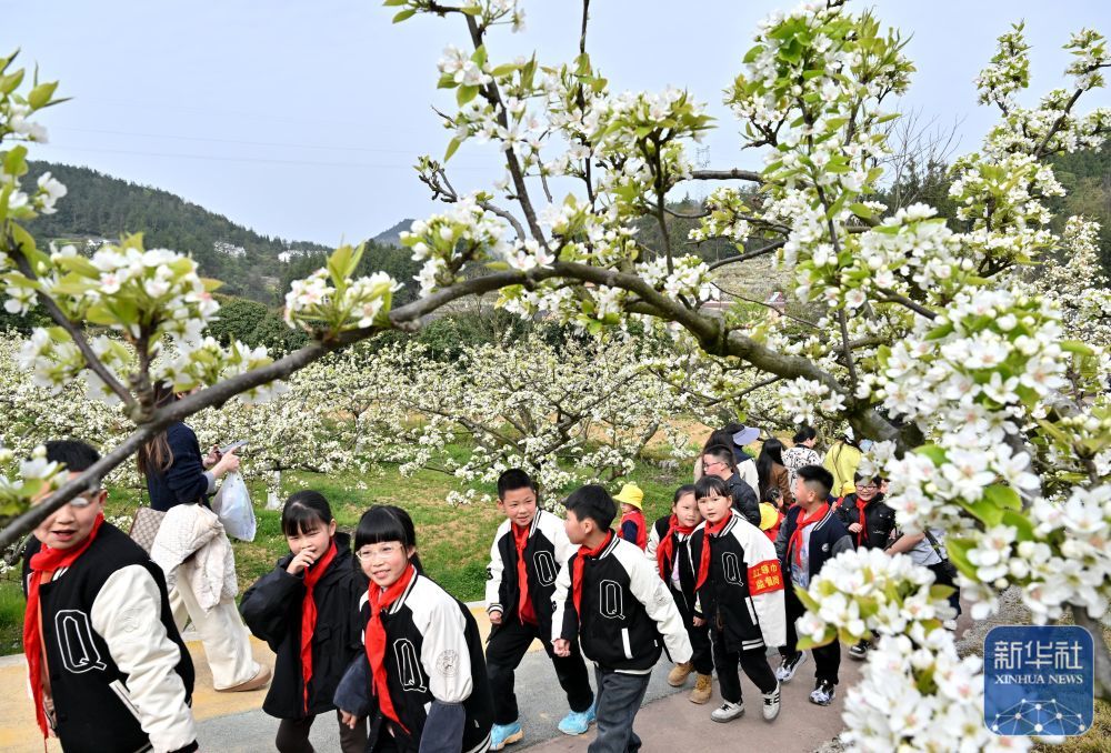 ↑ 4月2日，湖北省宣恩县清江外国语学校的师生在黄坪村的梨园里徒步。新华社发（宋文摄）