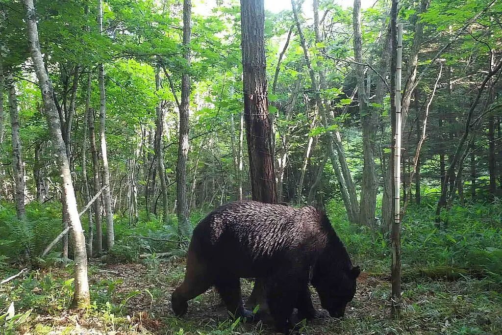日本北海道的棕熊，被指控袭击66头奶牛 图/视觉中国