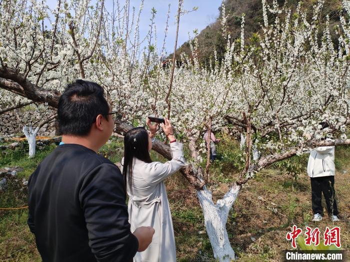 近日，游客在凌云县逻楼镇歌顶村牛心李基地拍照。黄元荣 摄