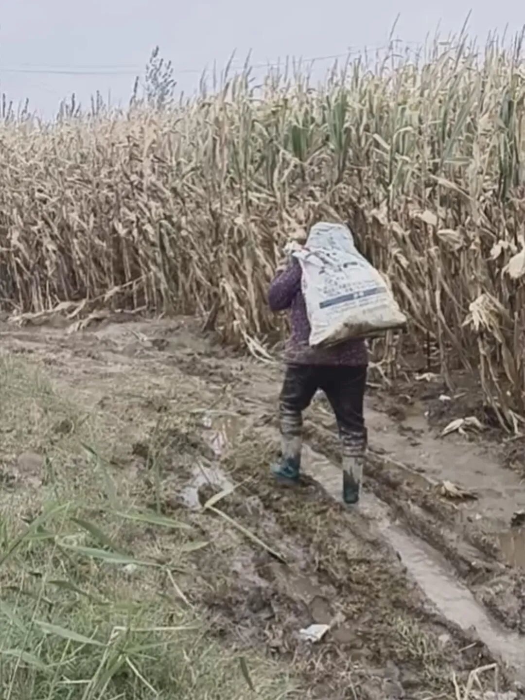 背着粮食走在泥泞地里的农民/受访者供图