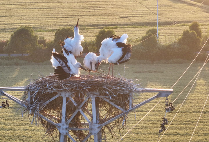 2024年5月16日，东方白鹳栖息在高邮市周山镇江苏之心地理信息园旁的铁塔上。新华社记者 季春鹏 摄