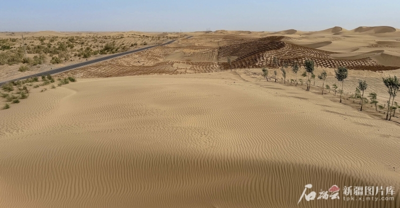 6月13日，在且末县防风治沙基地，一株株红柳、梭梭及草方格守护着沙海。