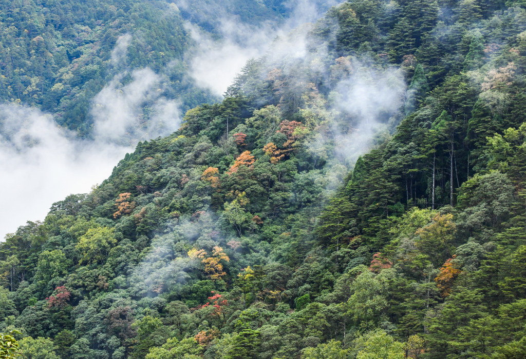 武夷山国家公园森林景观。黄海 摄