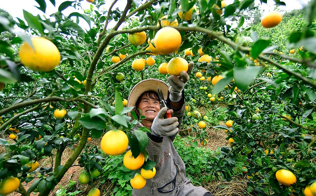 中国经济信心说丨又是一年好“丰”景 为每一分耕耘点赞