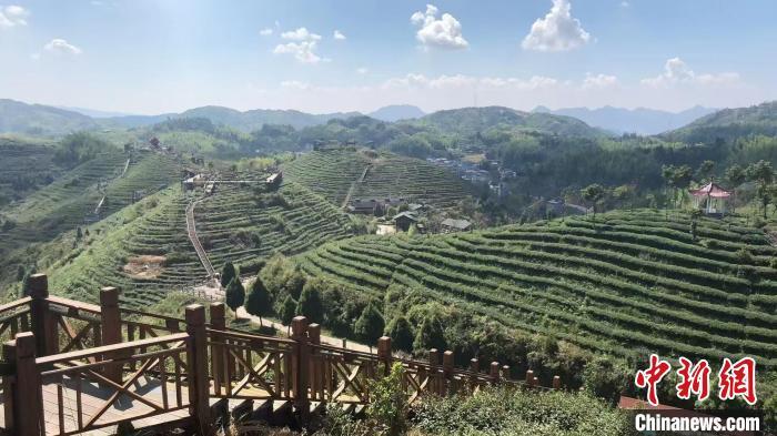 6月22日，在彭安源的茶园，一幅茶草共生的景象映入眼帘。雷朝良摄
