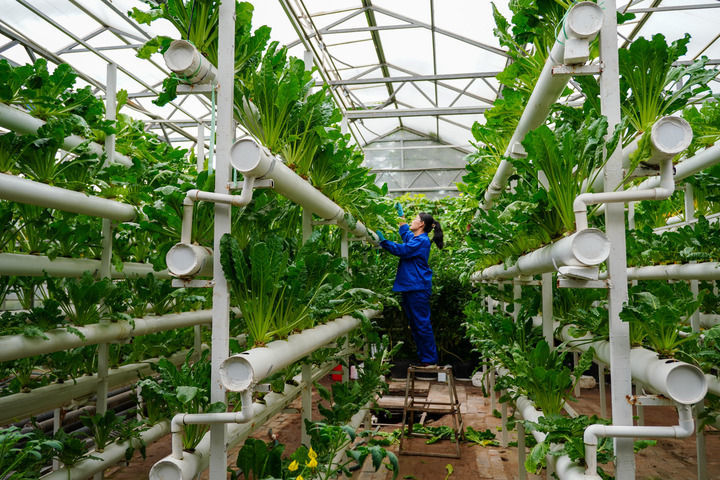 这是在寿光蔬菜高科技示范园内展示的蔬菜立体化先进种植模式（5月23日摄）。新华社记者 徐速绘 摄