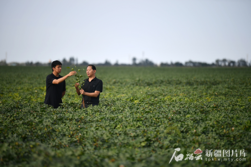 8月10日，工作人员在玛纳斯县高标准农田查看棉花长势。（资料图）石榴云/新疆日报记者 邹懿摄