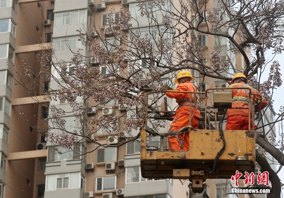 4月12日，北京丰台区园林绿化工人修剪被风吹断的树枝。当日，北京大风橙色预警信号持续生效，6时至22时为风力最强时段。中新社记者 易海菲 摄