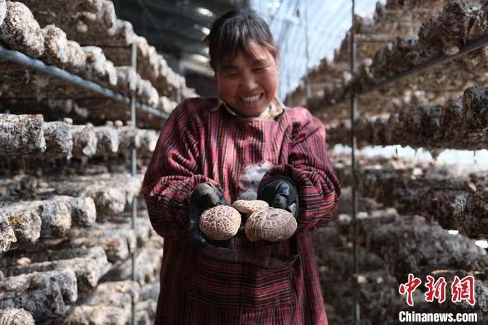 菇农在展示枣木香菇。 中新网 李太源 摄
