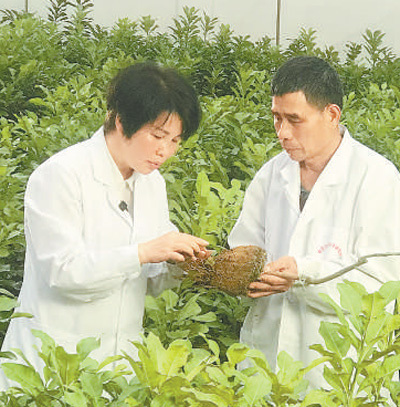 小柚子长成大产业(乡村观察)——对三地柚子产业链的一线探访