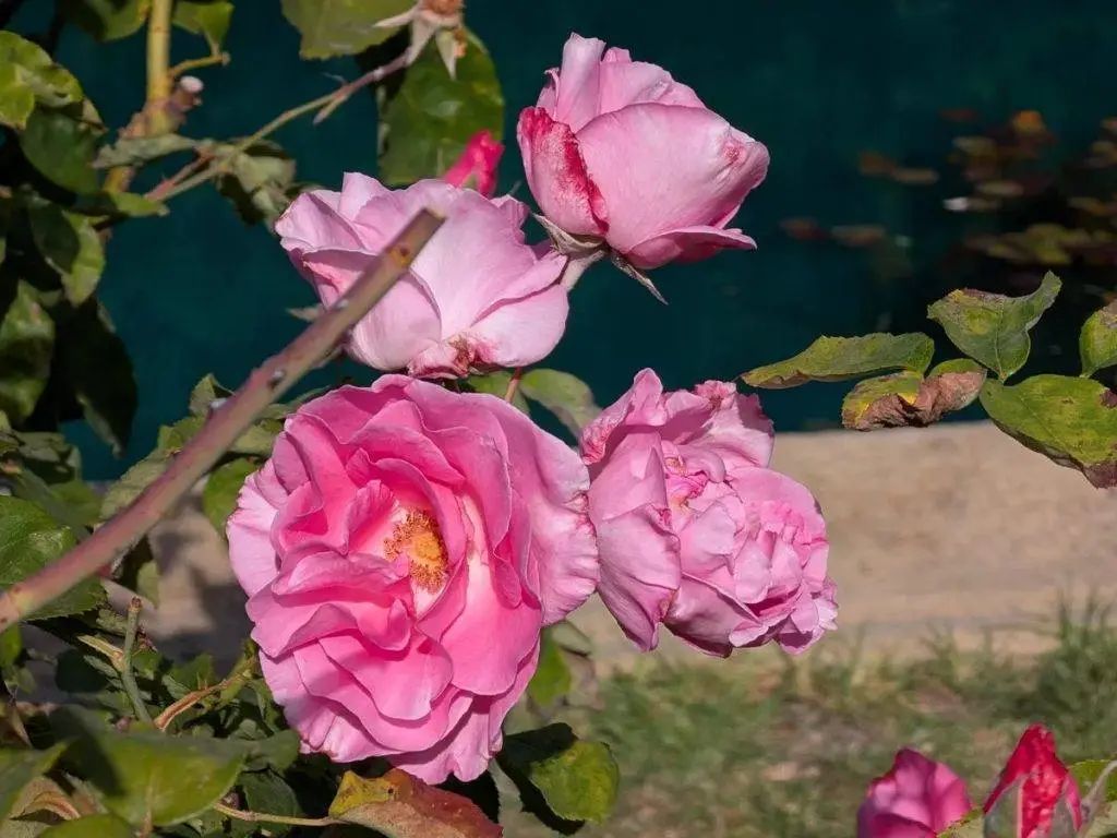 Google Pixel 10 评测汇总:AI 用得爽,就是 AI 手机了吗?