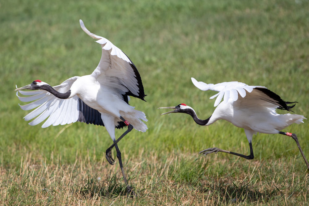 这是在扎龙国家级自然保护区拍摄的丹顶鹤(2024年5月21日)。新华社记者 张涛 摄