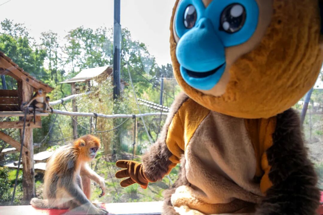 金丝猴亮相博瓦勒动物园图/中新社发 博瓦勒动物园摄