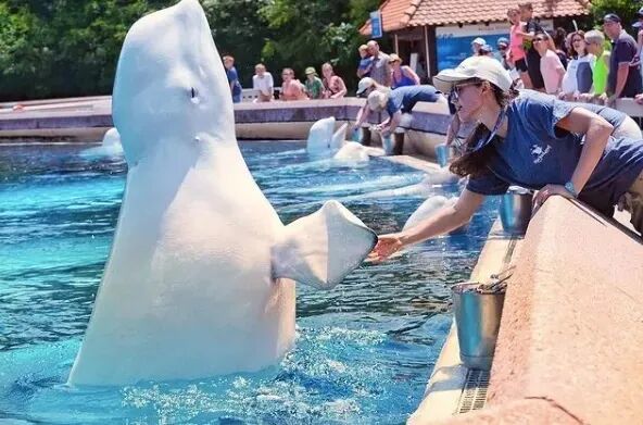当越来越多人抵制鲸豚表演和圈养,海洋馆的转型是必然的|learnaboutwhales.com