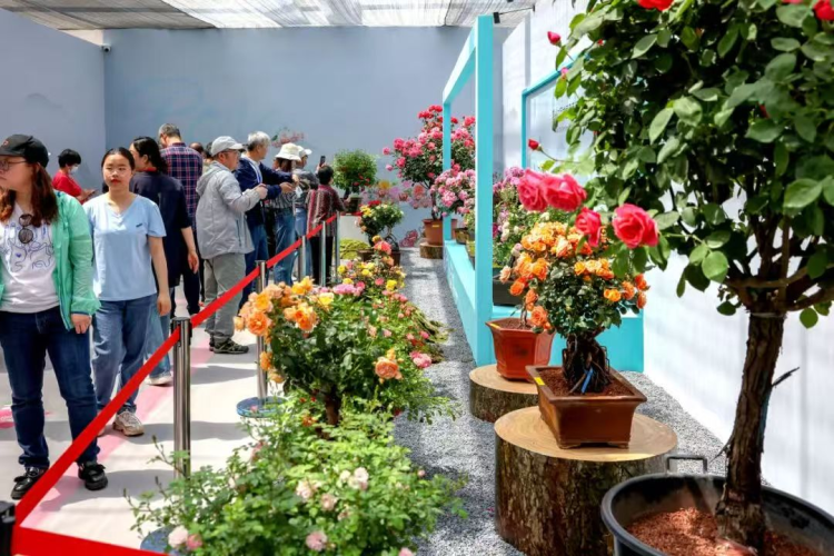 北京市民游客在第九届国际月季大会主会场欣赏月季。图源:首都园林绿化