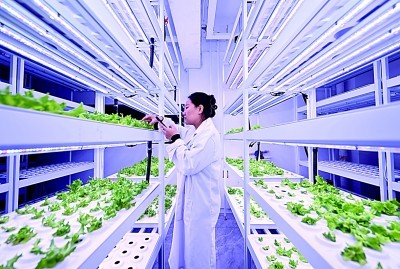 滨海新区科芯（天津）生态农业科技有限公司工作人员在实验室查看农作物生长情况。新华社发