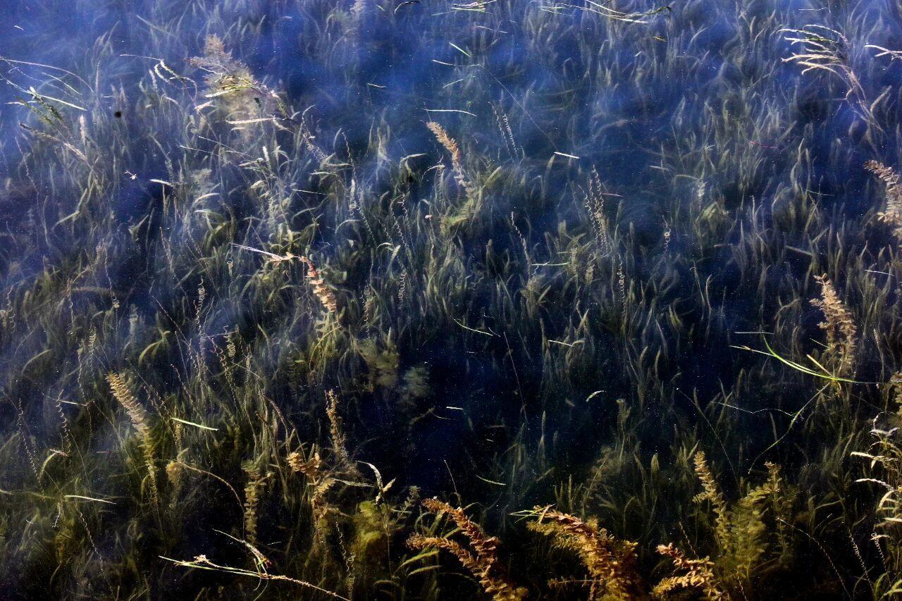 ▲兴隆湖“水下森林”