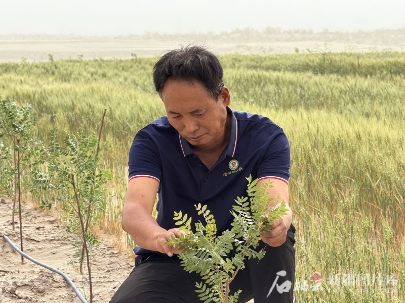 6月13日，且末县老兵治沙队创始人田来群正在查看文冠果苗生长情况。石榴云/新疆日报记者 拍热扎提&middot;阿不都摄