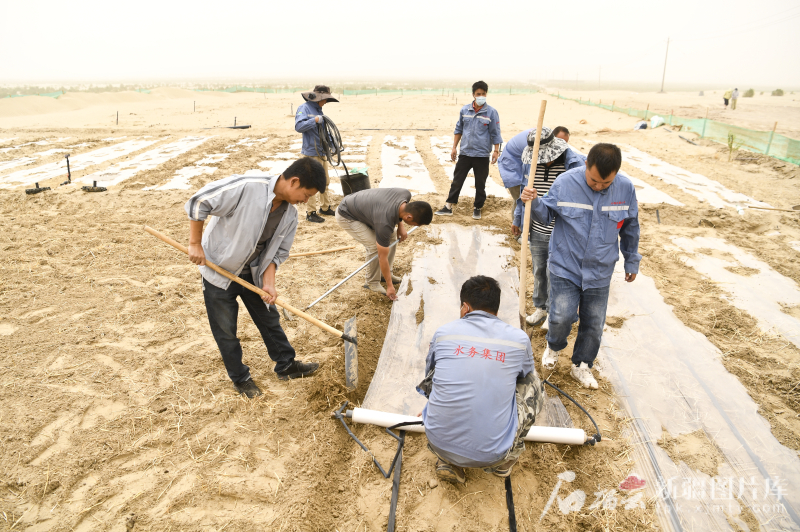 6月13日，沙雅县锁边林工程示范区，工作人员利用光伏发电站取水铺设滴灌种植向日葵。