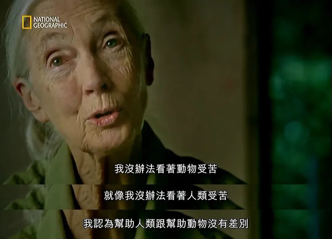 《珍·古道爾的傳奇一生》劇照