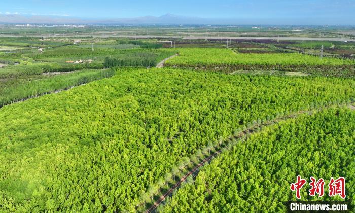 图为航拍下的黑河林场已完成人工造林6万亩　甘州区委宣传部供图