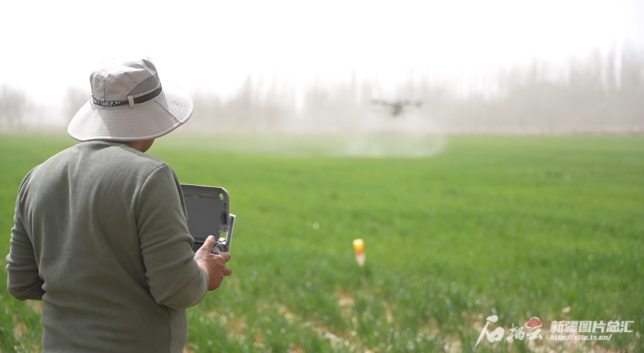 连日来,麦盖提县依托植保无人机“飞防”技术开展高效春管作业,通过精准施药、高效管护,为夏粮稳产增收奠定坚实基础。麦盖提县融媒体中心供图