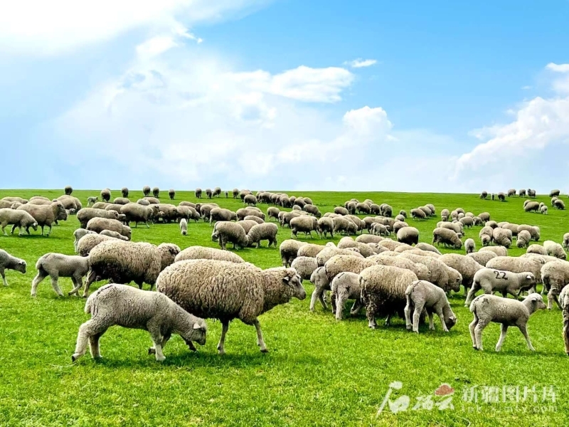 细毛羊正在伊犁哈萨克自治州的春季草场上吃草。石榴云/新疆日报记者 马帛宇摄