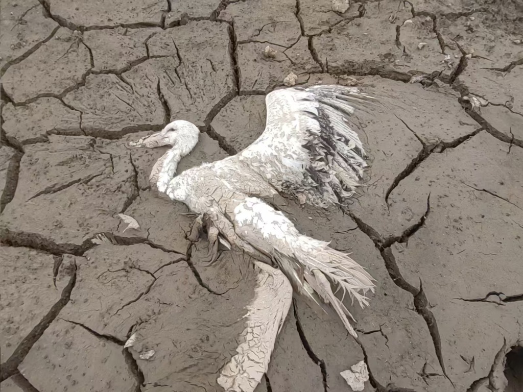 鸟类志愿者方先生发现,在江西上饶余干县鄱阳湖流域某湿地,有人毒害候鸟 本文图均为受访者提供