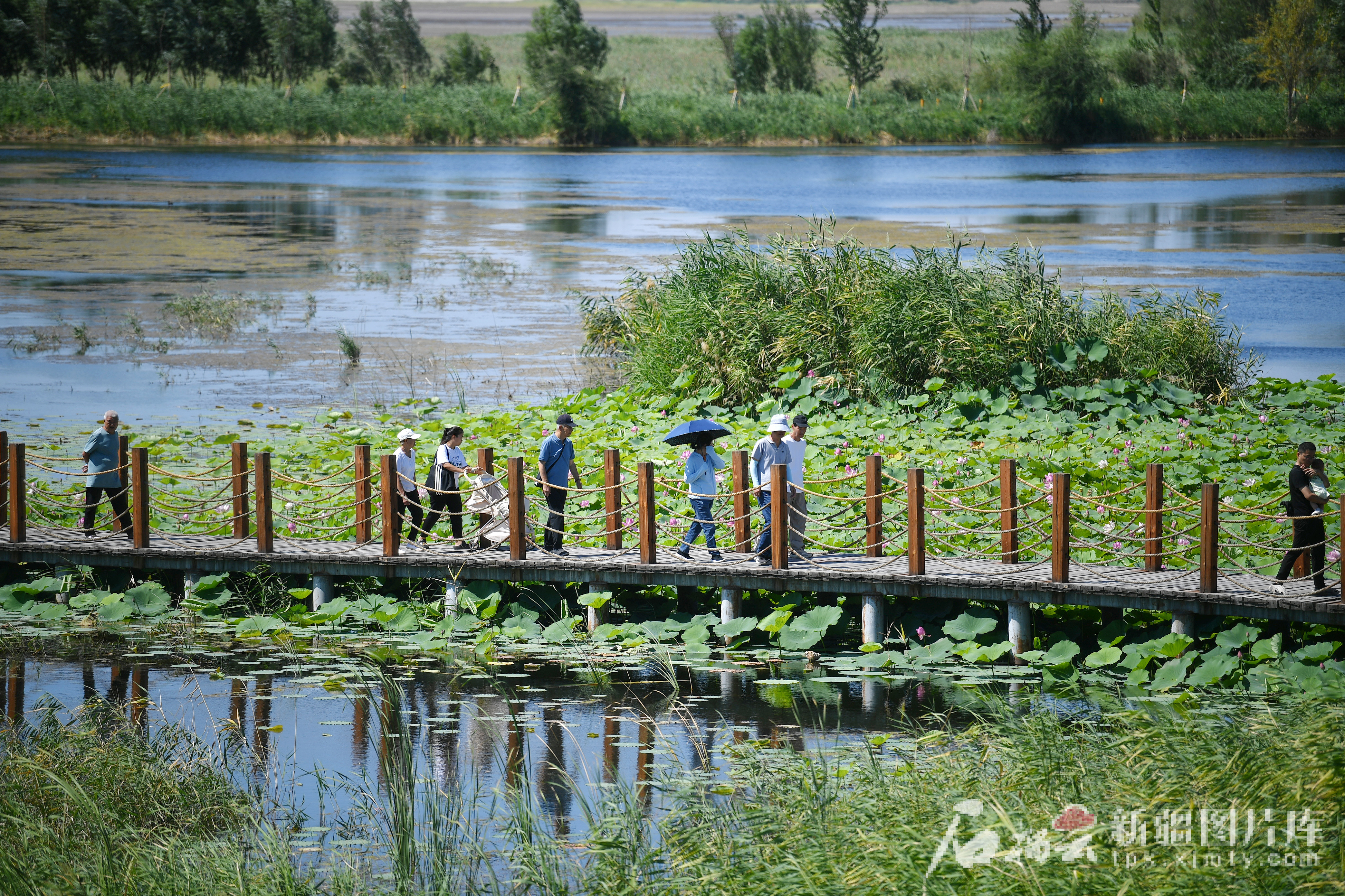 8月10日,游客走在玛纳斯国家湿地公园的栈桥上观光。