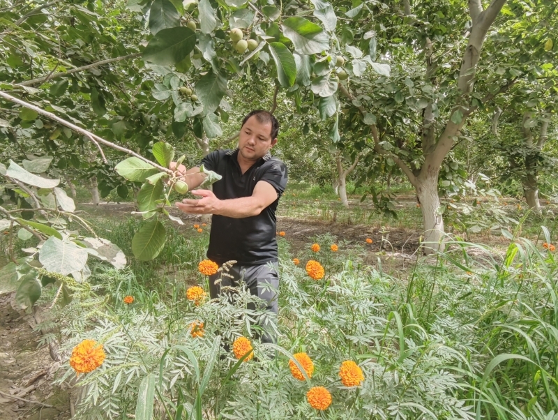 新疆莎车县核桃种植户在果园内查看核桃生长情况。新华社记者苟立锋 摄