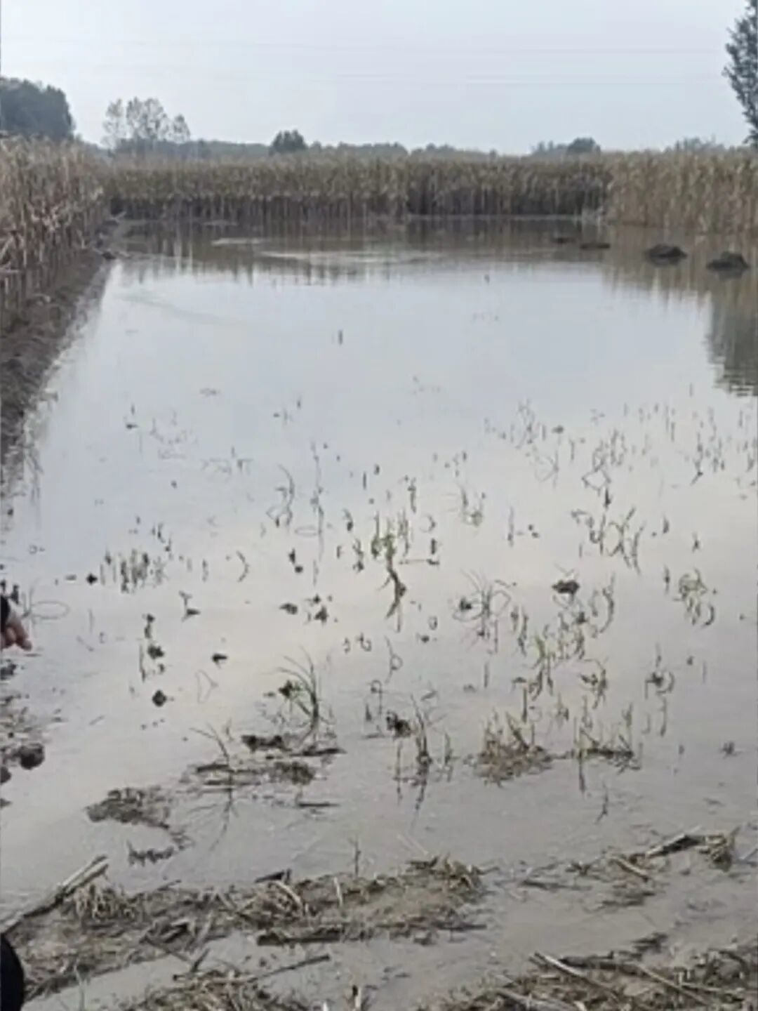 暴雨前收割完的一块玉米地,已经成为了池塘/受访者供图
