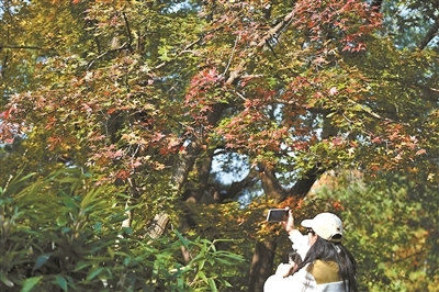 国家植物园里,游客用手机拍下秋色